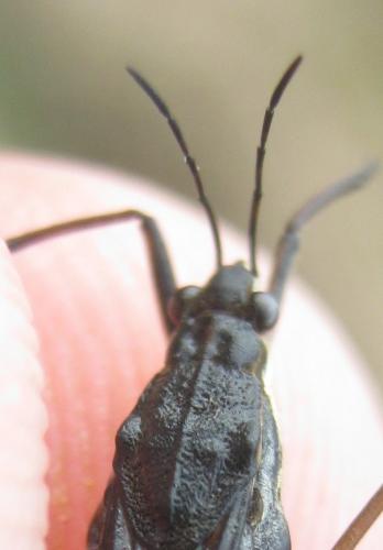 Gerris lacustris