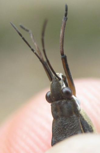 Gerris lacustris