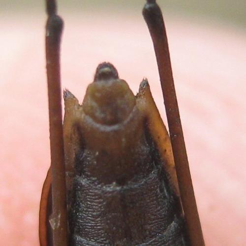 Gerris lacustris