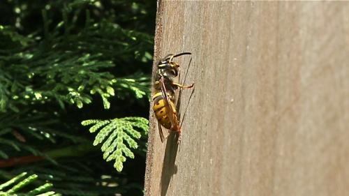 Réf. 202 054 : Vespula vulgaris