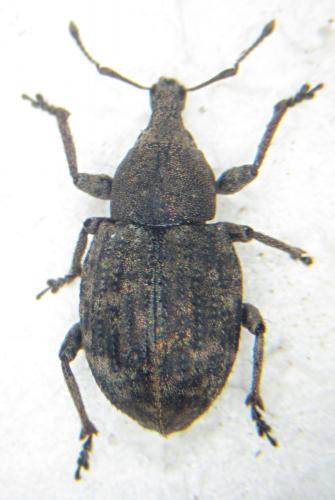 Tropiphorus elevatus
