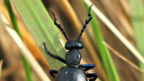 Meloe proscarabaeus