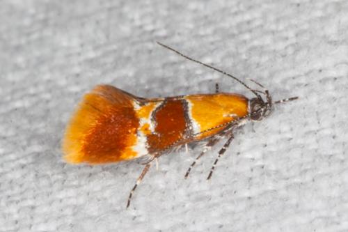 Réf. 202 408 : Epicallima bruandella