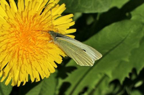 Réf. 202 792 : Pieris brassicae