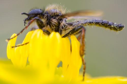 Réf. 202 188 : Bibio lanigerus