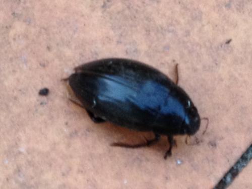 Hydrophilus sp.