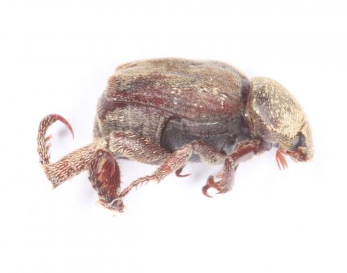 Réf. 202 031 : Rutelinae inconnu