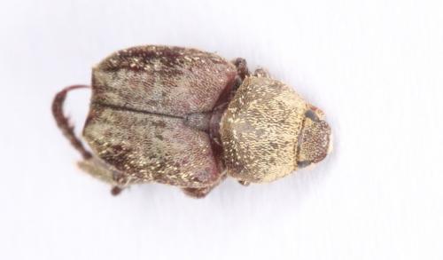 Réf. 202 032 : Rutelinae inconnu