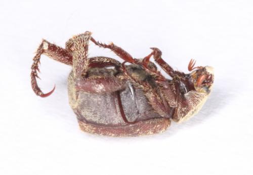 Réf. 202 033 : Rutelinae inconnu