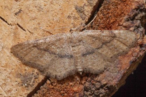 Réf. 202 561 : Idaea belemiata