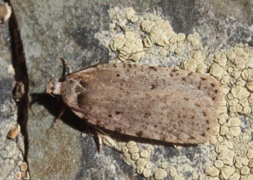 Réf. 202 057 : Agonopterix thapsiella
