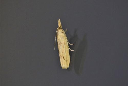Réf. 202 322 : Ematheudes punctella