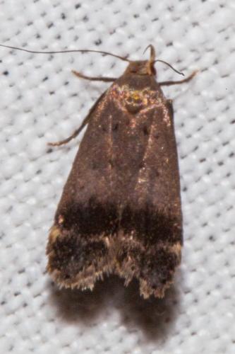 Anacampsis obscurella