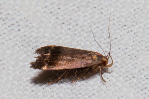 Anacampsis obscurella