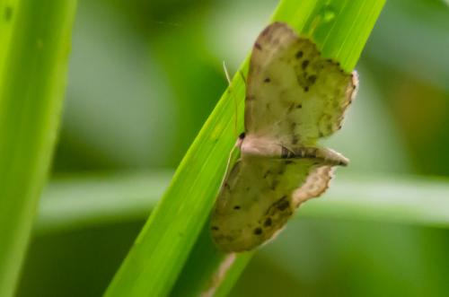 Réf. 202 028 : Idaea dimidiata