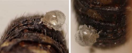 Steatoda grossa