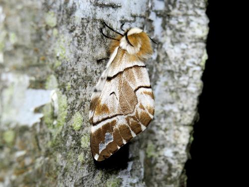 Endromis versicolora