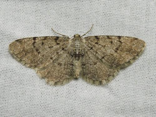 Réf. 202 197 : Aethalura punctulata