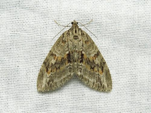 Réf. 202 896 : Trichopteryx polycommata