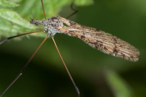 Limnophila schranki
