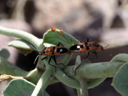 Spilostethus longulus