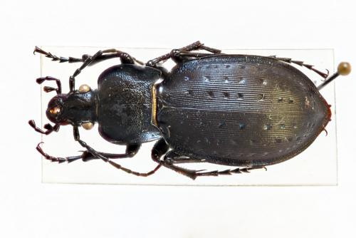 Réf. 202 064 : Carabus hortensis