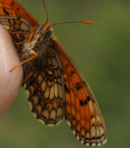 Melitaea parthenoides