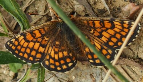 Réf. 202 121 : Melitaea parthenoides