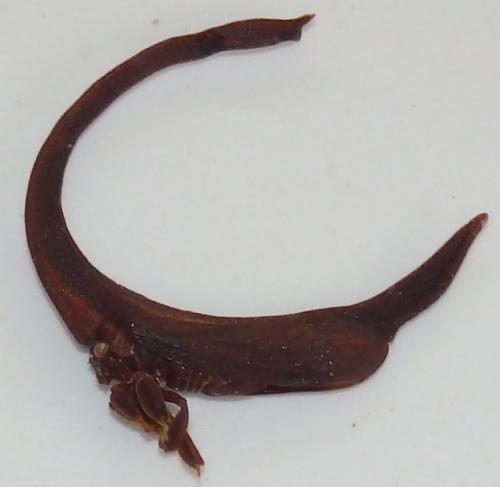 Cladonota sp.