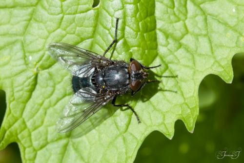 Réf. 202 393 : Calliphora vomitoria