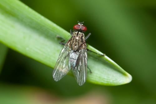 Hylemya vagans