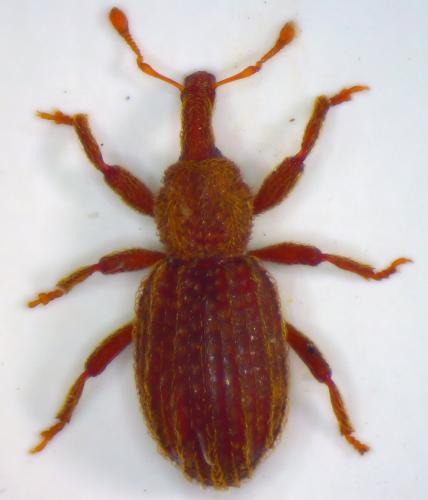 Réf. 202 438 : Anchonidium unguiculare