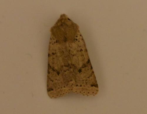 Xanthia ruticilla