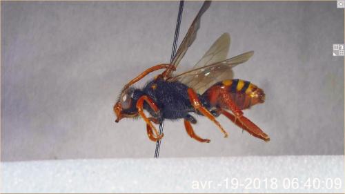 Nomada bifasciata