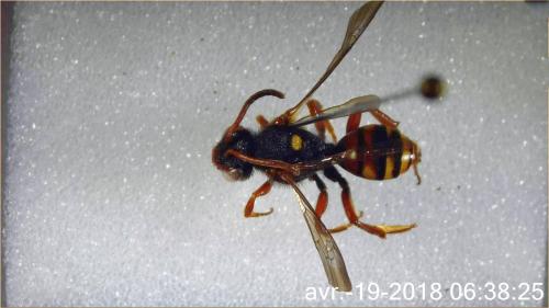 Nomada bifasciata