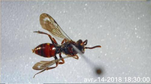 Nomada sp.