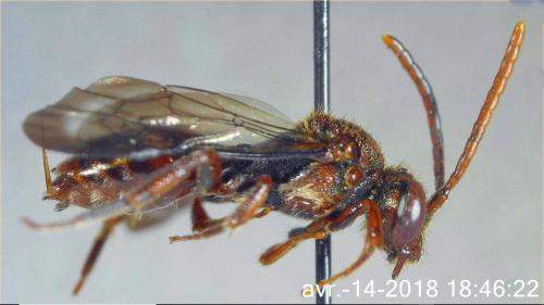 Nomada sp.