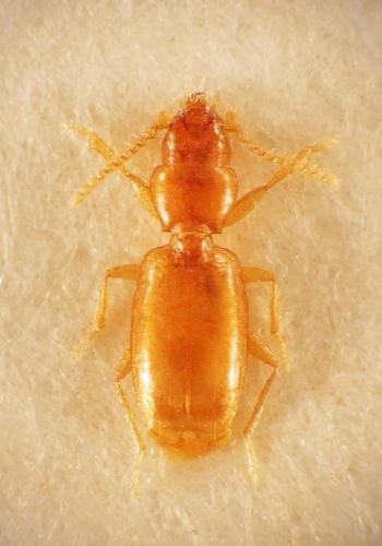 Microtyphlus zariquieyi
