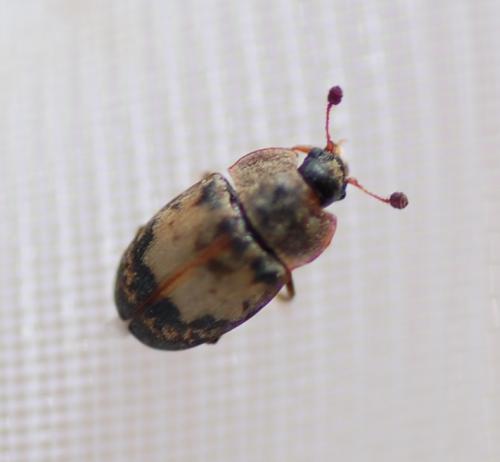 Réf. 202 122 : Omosita discoidea