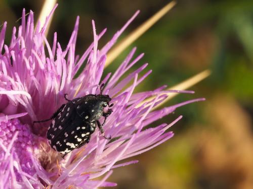 Oxythyrea noemi
