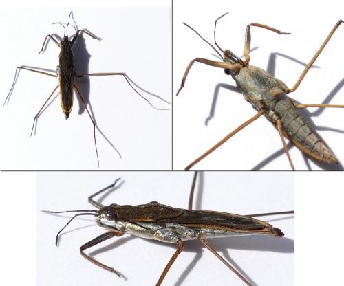 Gerris gibbifer