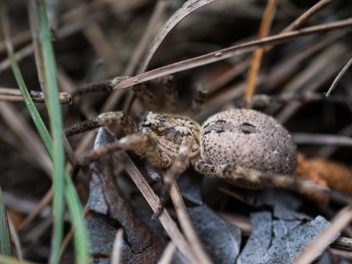 Zoropsis spinimana