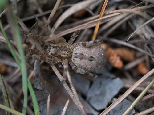 Zoropsis spinimana