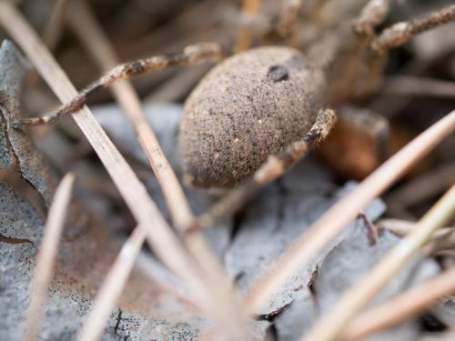 Zoropsis spinimana