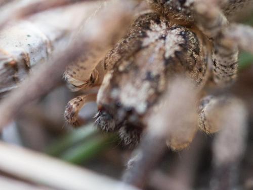 Zoropsis spinimana