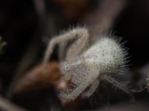 Heriaeus hirtus