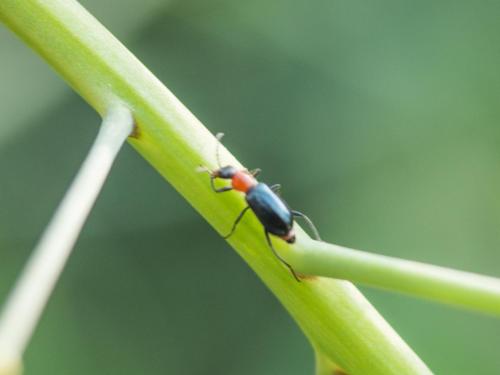 Attalus cyaneus