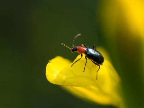 Attalus cyaneus