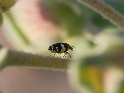 Anthrenus sp.