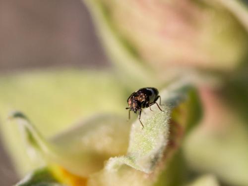 Anthrenus sp.